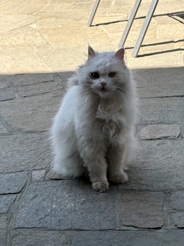 Everyday scenes photographed in Kalofer, Bulgaria morning hours