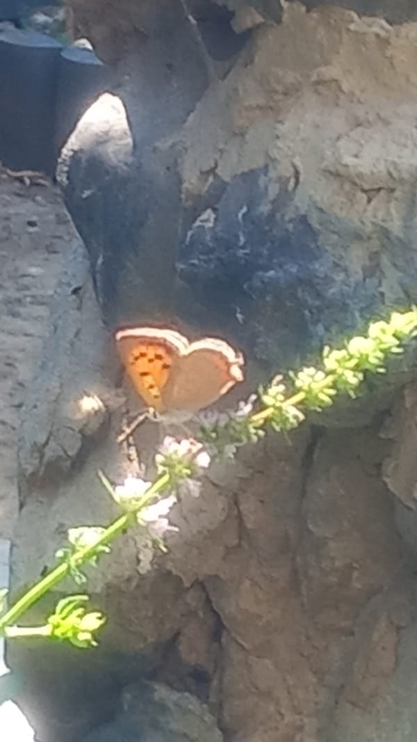 Butterflies, blooms, and a tabby cat in a Greek garden