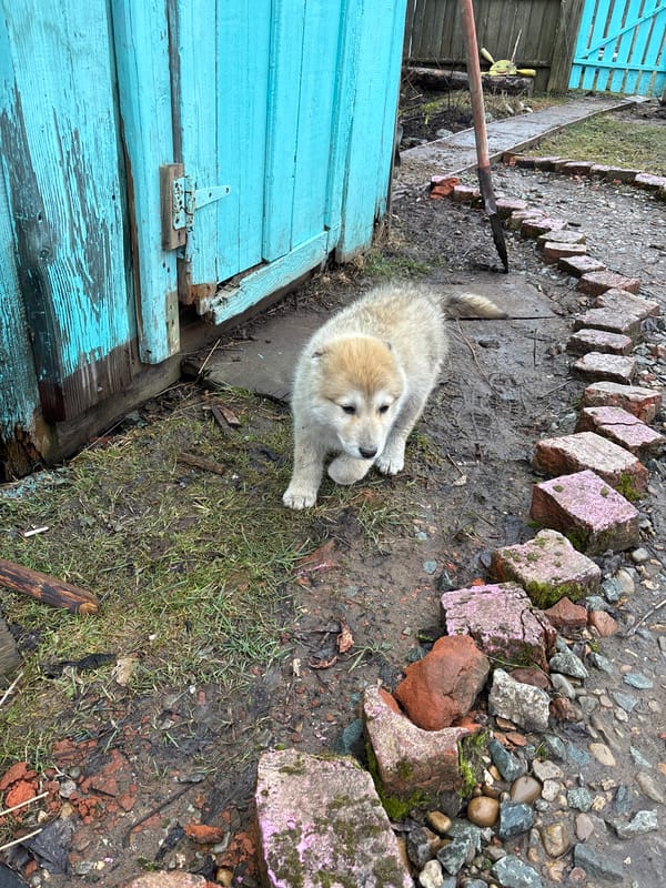 Morning animal encounters documented in rural Russian village
