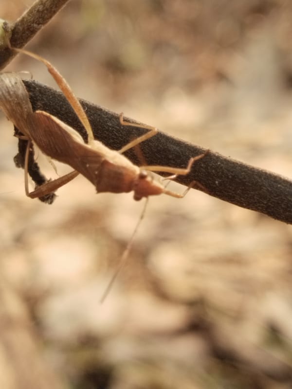 Assassin bug macro shots and hazy sunrise views through trees