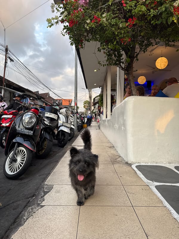 Kuta street scene: shops, restaurants, and a roaming dog