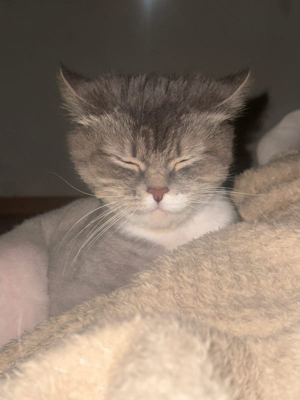 Cat sleeps in furry structure in Moscow