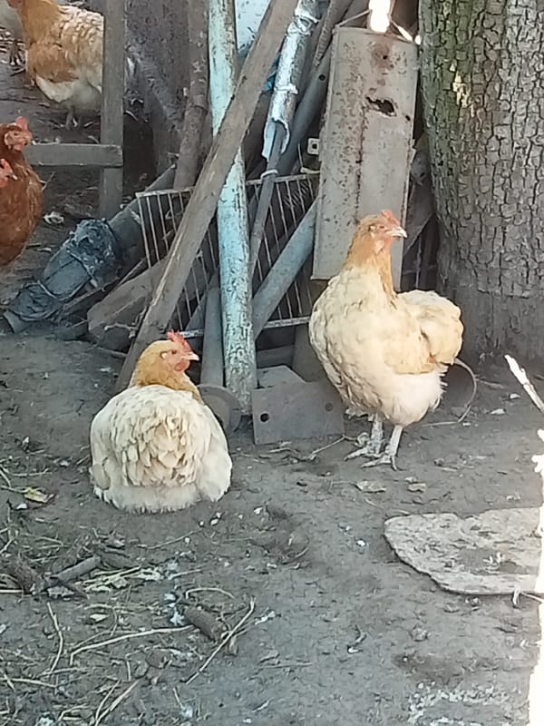 Folk art, farm animals, and a grain field at a rustic homestead