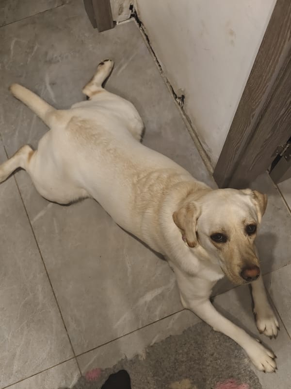 Dog naps peacefully on floral bed in Bulgarian home