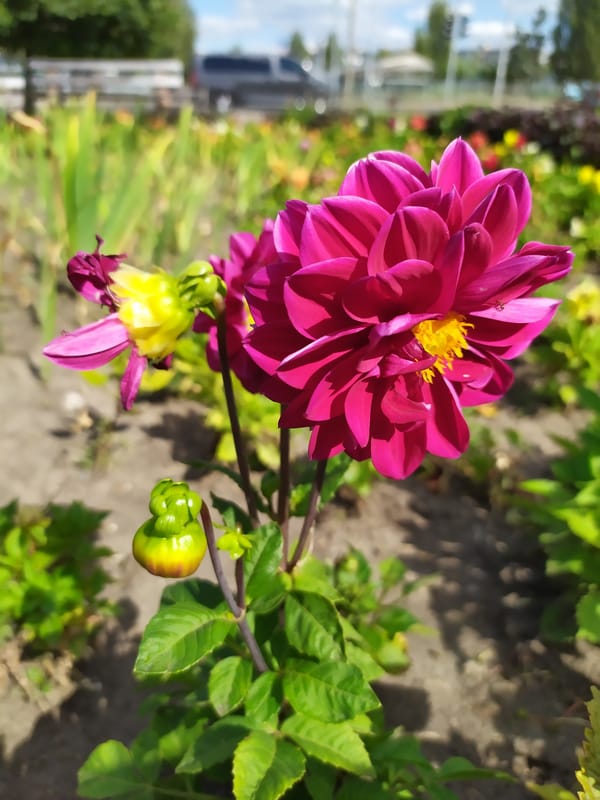 Bees and blooms: garden flowers up close in Kyiv