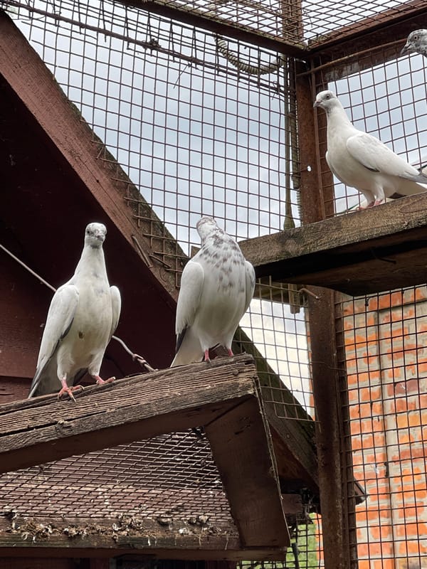 Overcast garden day: pigeons, rain-soaked leaves, and quiet corners