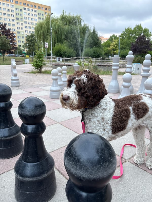 Curly dog among giant chess pawns on Wrocław pavement