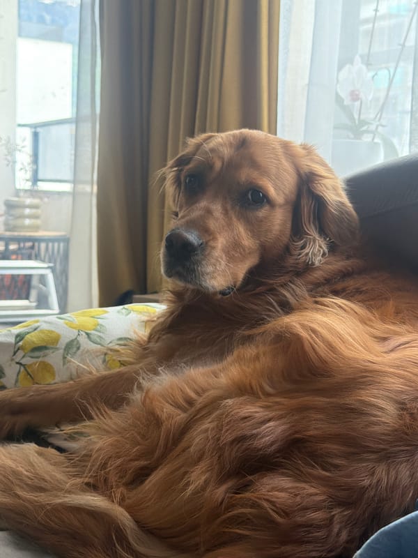 Golden retriever photographed lounging amid lemon-patterned home textiles