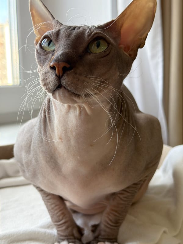 Morning domestic life with Sphynx cat documented in Izhevsk