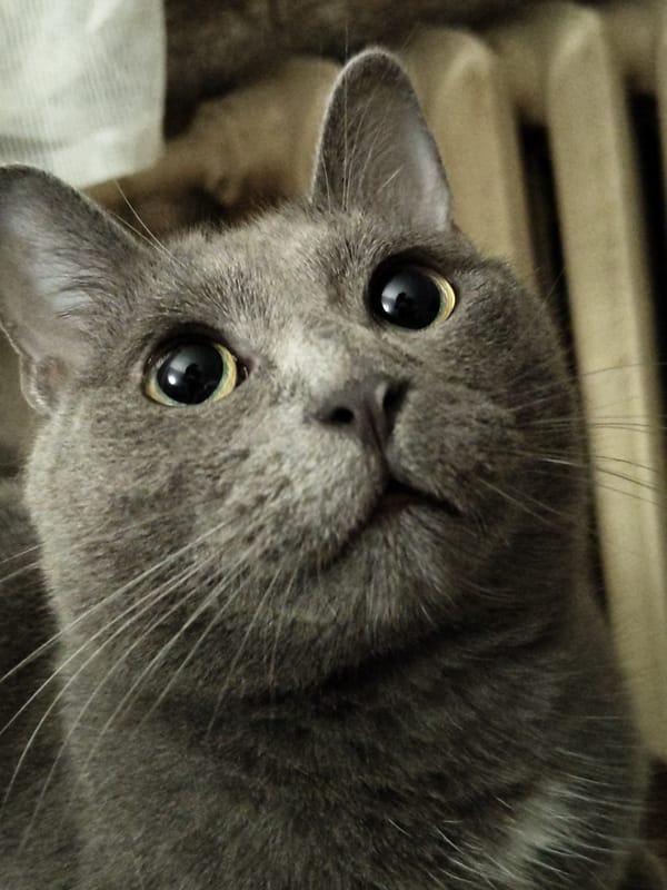 Grey tabby cat photo session with geraniums and tree