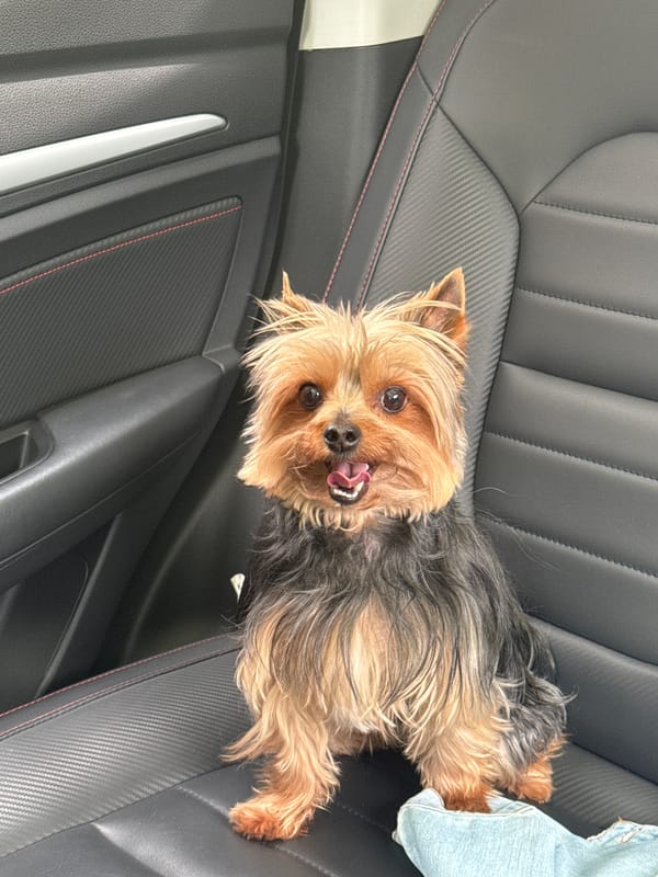 Yorkshire terrier spotted in car backseat in Cholula, Mexico