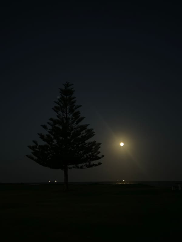 Moonlit tree silhouette captured in Bulli, Australia
