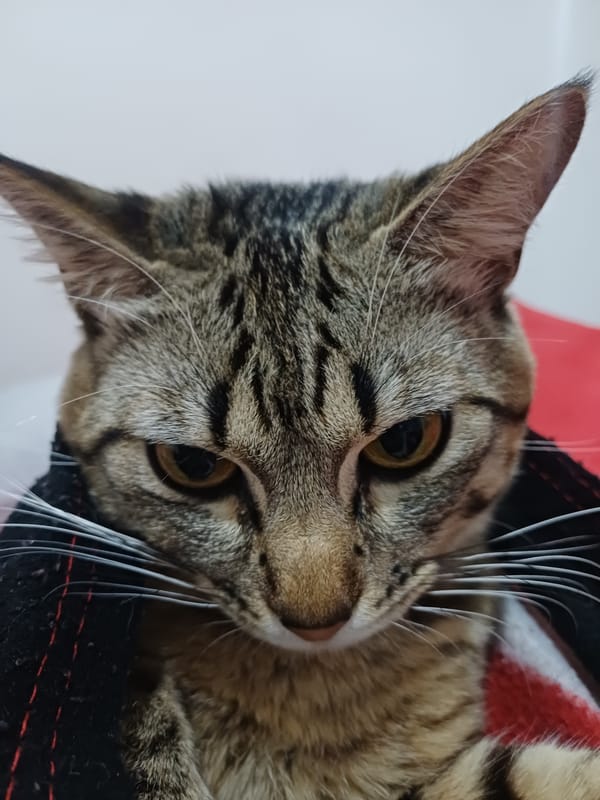 Early morning cat sightings documented across Curitiba neighborhoods