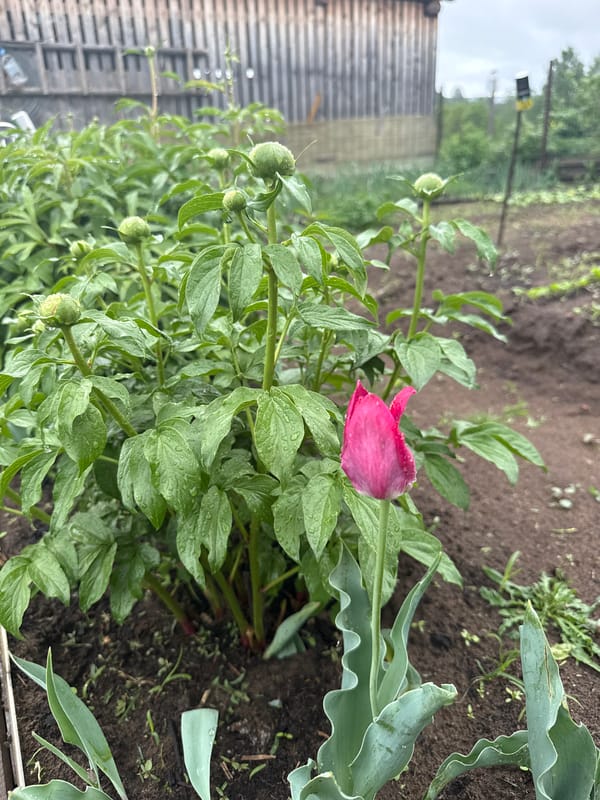 Garden flowers and fields observed in Уральское, Russia