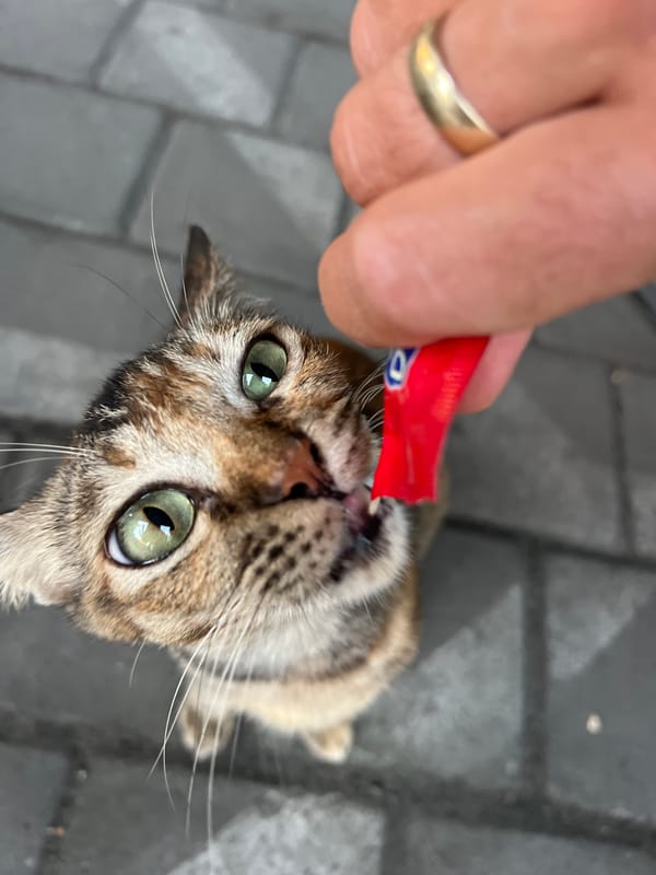 Tabby cat enjoys treat paste from a red tube in Denpasar