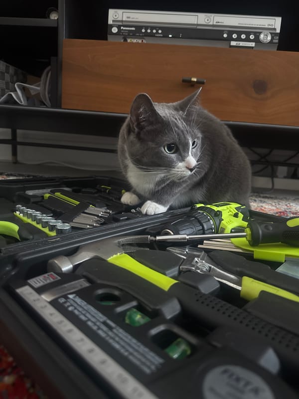 Cat thoroughly investigates an open toolbox in a NYC living room