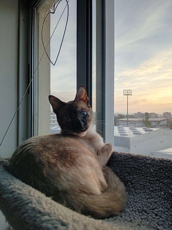 Cat resting by window during sunrise captured in multiple frames