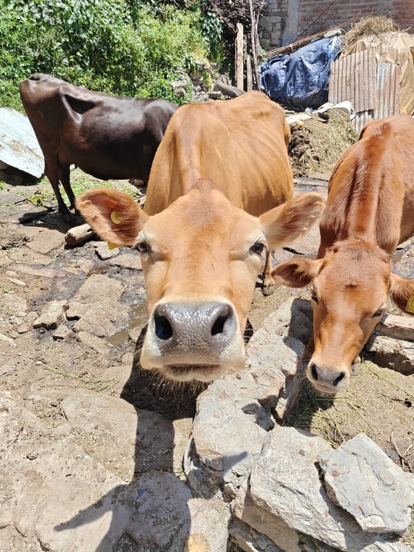 Cows spotted in rural courtyard in Vashisht, India