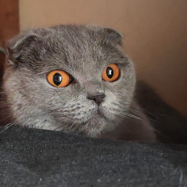 Scottish Fold cat photographed resting in Hrodna, Belarus