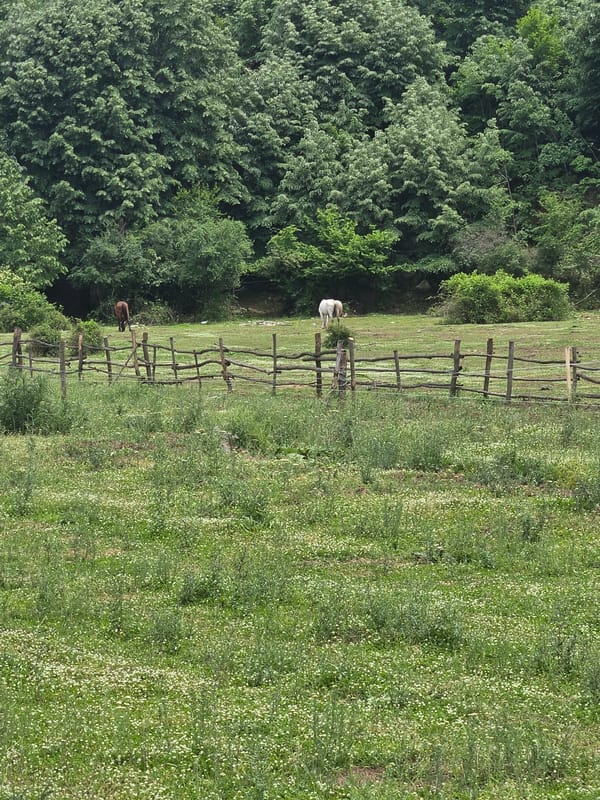 Morning journey through rural Bulgaria documented by single witness