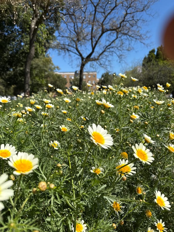 Daisy field blooms under clear skies in Huelva
