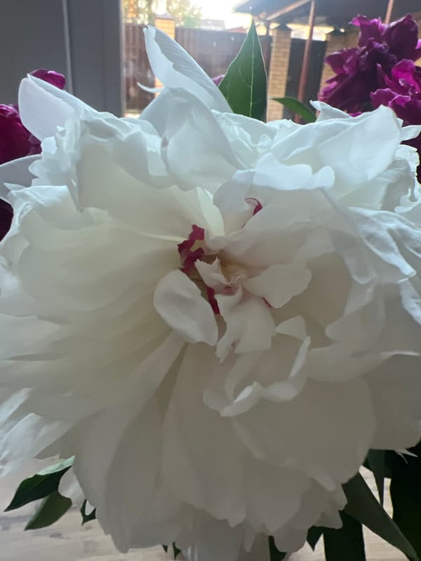 Peonies and garden views in Votkinsk during dramatic evening