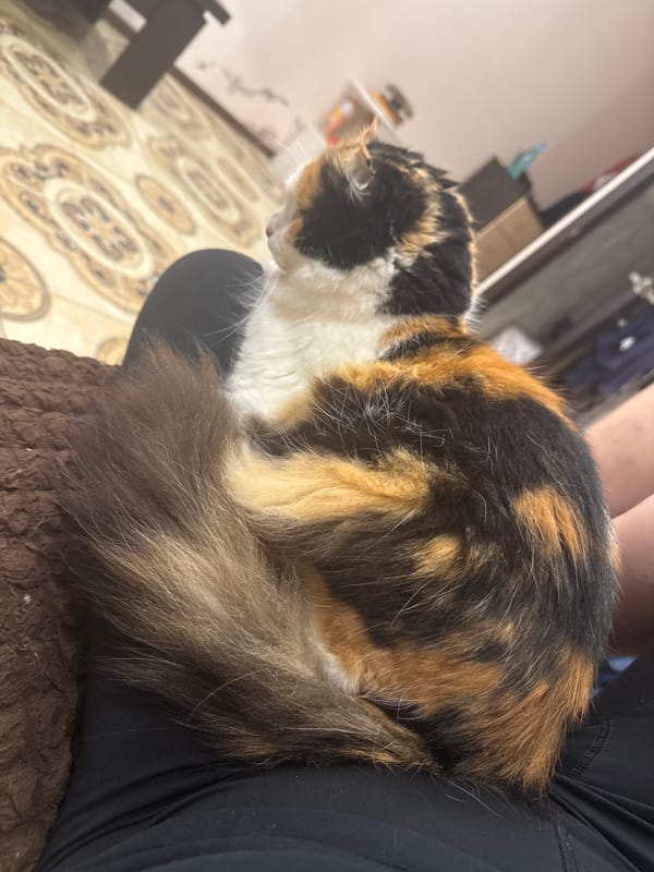 Sochi resident captures cats and fitness routine in evening