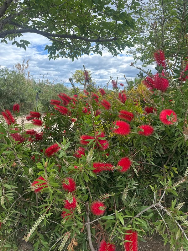 Bottlebrush shrub blooms red flowers in Alicante garden
