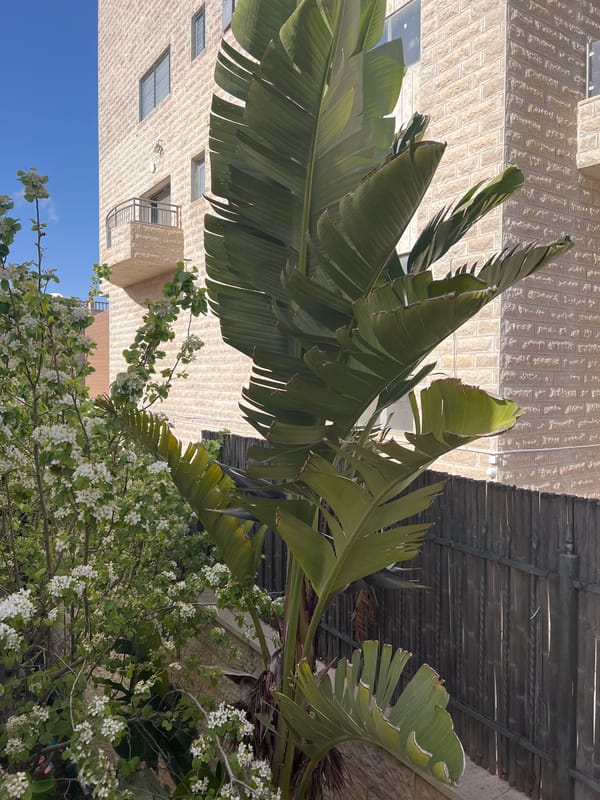 Spring blooms observed in Jerusalem urban landscape