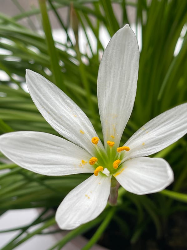 Close-up snapshots of flowers, plants, and home details in Sredny