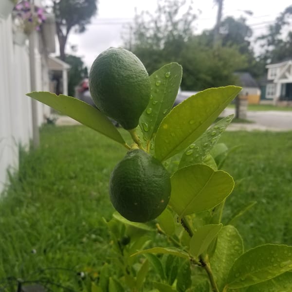Virginia Beach garden in bloom, water droplets and all
