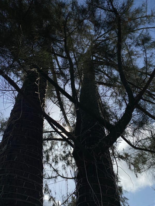 Trees with wrapped lights observed against cloudy sky