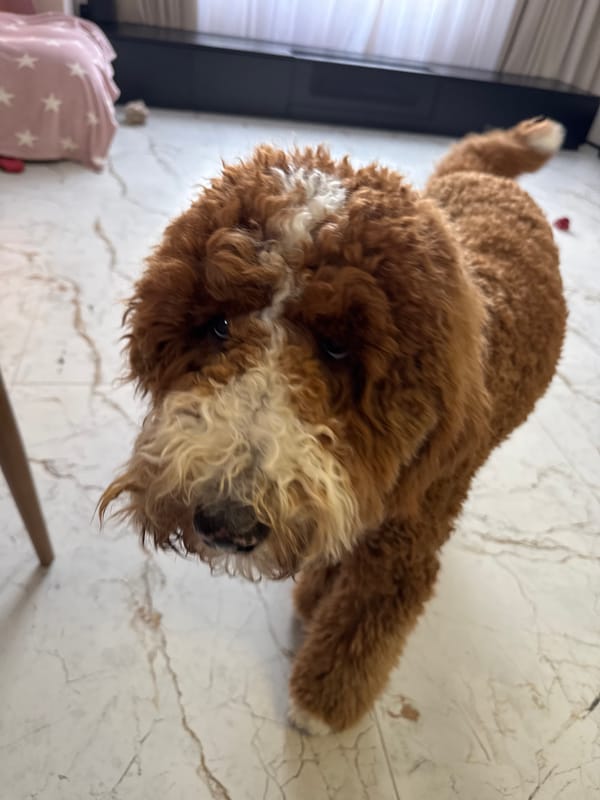 Goldendoodle photographed resting indoors in Kaliningrad, Russia