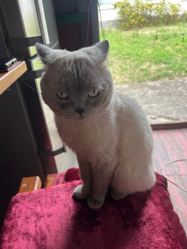 Cats, comfort food, and a #GuiltyPleasures tag