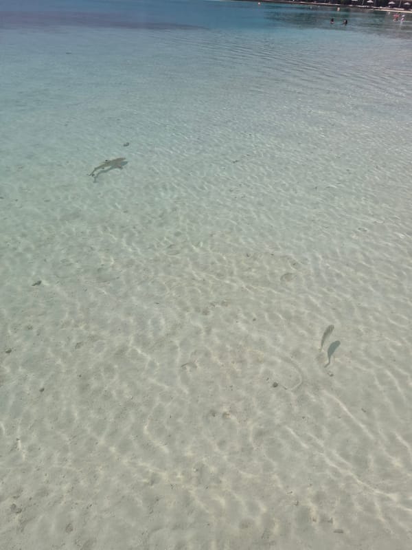 Clear waters and marine life observed off Huraa, Maldives
