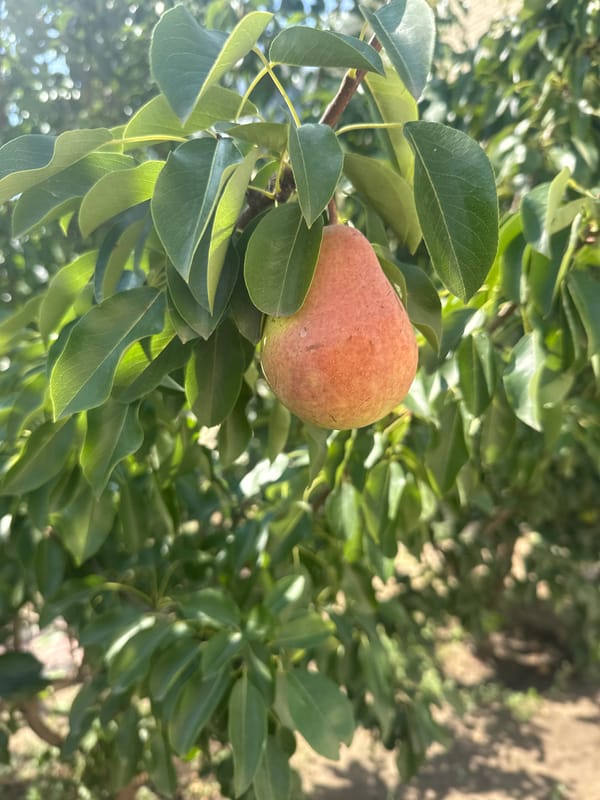 Ripe pear hanging on a sun-dappled branch in Aktobe