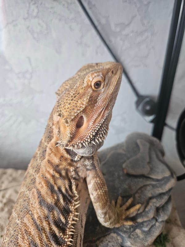 Bearded dragon in a rocky enclosure, Tver