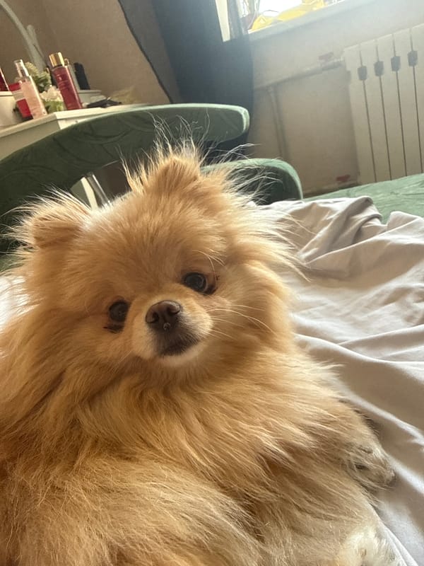Pomeranian morning hangout across the living room and bedroom