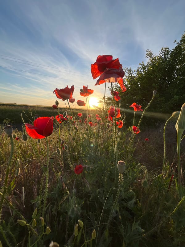 Red poppies bloom in Bulgarian countryside at sunset