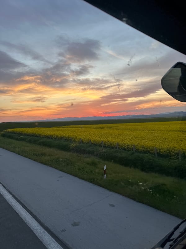 Yellow flower field captures sunset moment in Bulgarian countryside