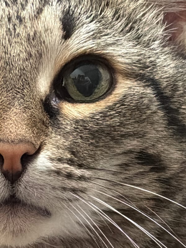 Tabby cat photographed in multiple poses at Izhevsk home