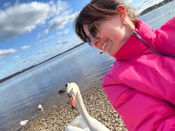 Person feeds swans bread along Daugava River in Riga
