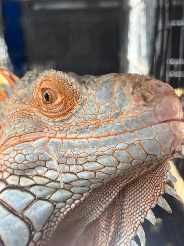 Live bird and reptile stalls at a Denpasar animal market