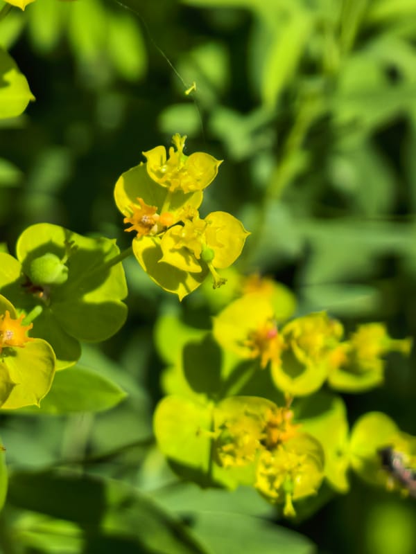 Morning nature walk through Sterlitamak capturing flowers and sky