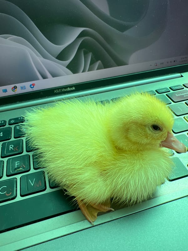 Tiny duckling perches on a laptop keyboard in Moldova