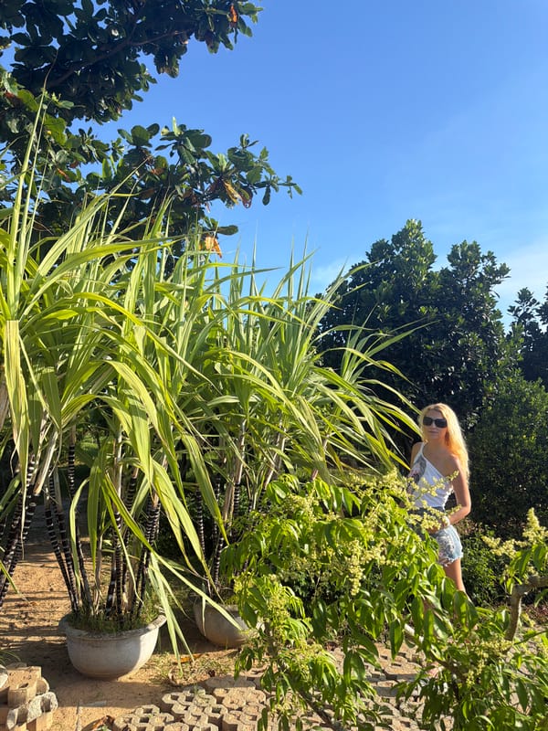 Tourist visits gardens, temples, zoo during Đà Nẵng sightseeing tour