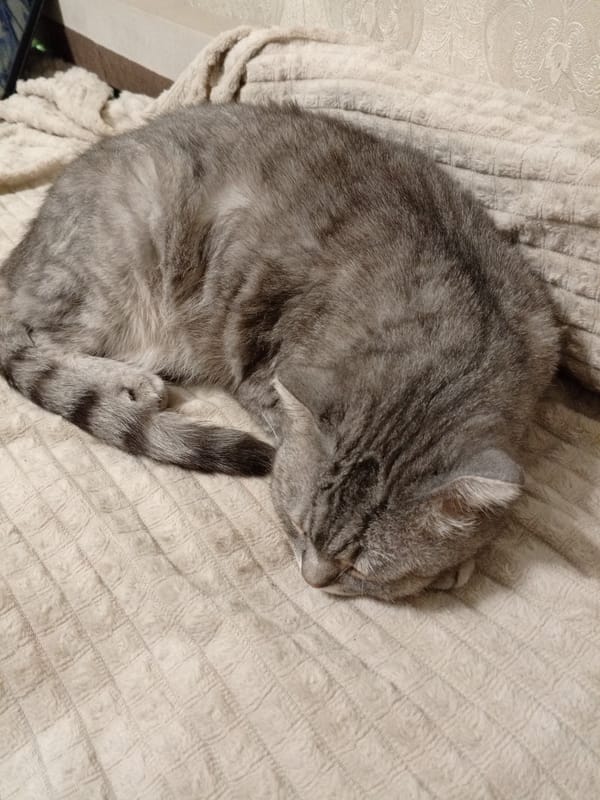Two cats, a nap and a tablet, Balakhna evening