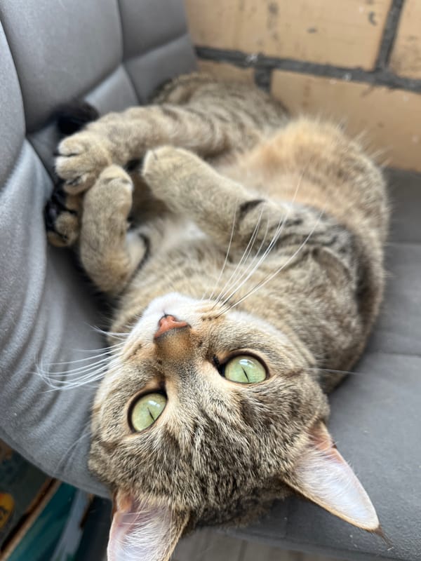 Tabby cat lounging on a gray chair in Chaikovsky