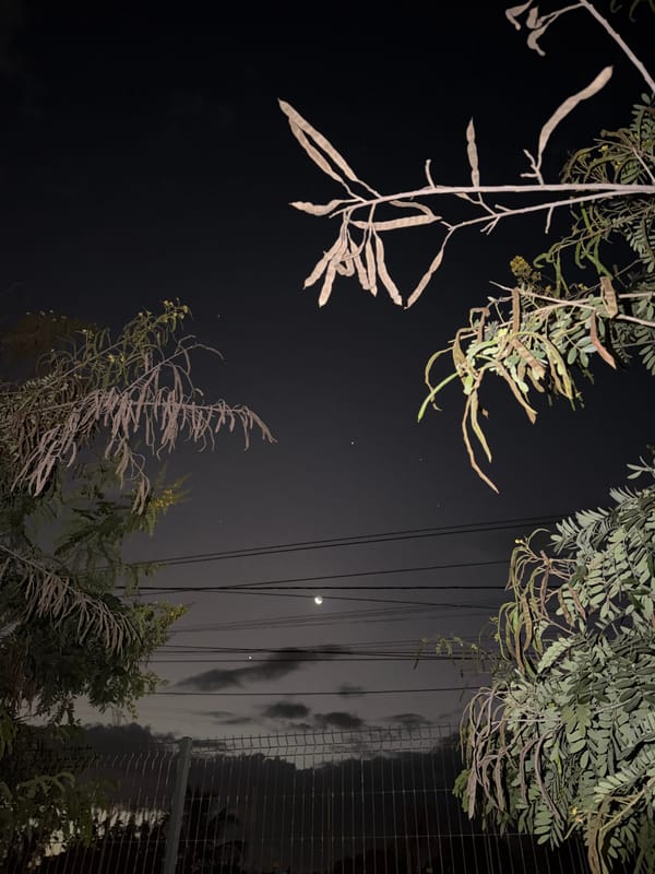 Crescent moon observed through trees in Pemba, Mozambique