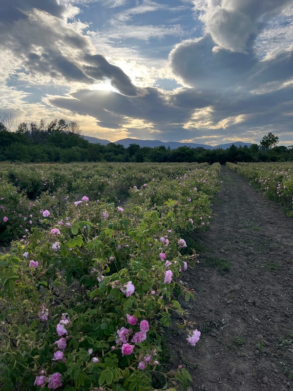 Pink rose field documented in Kran, Bulgaria